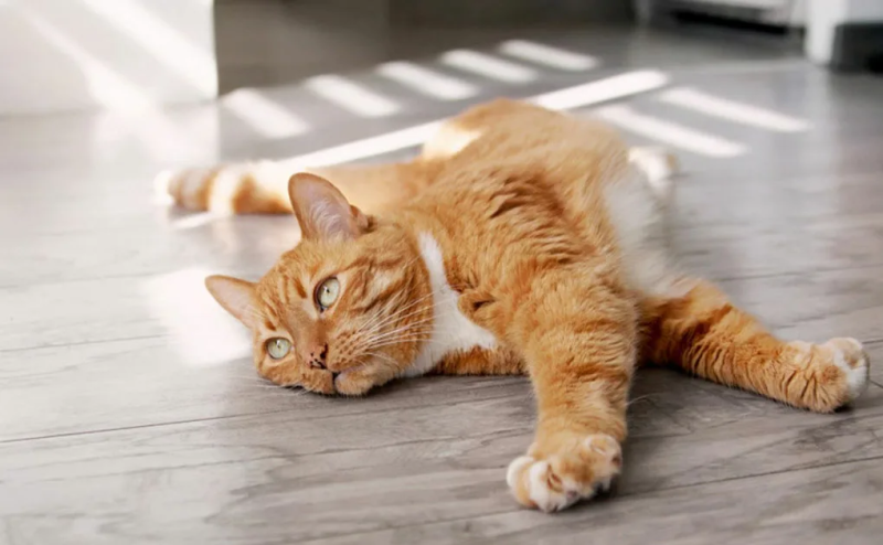 пол для дома с питомцами