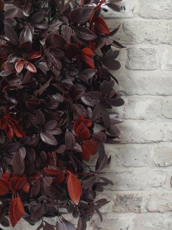 декоративные растения в модулях