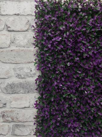 декоративные растения в модулях