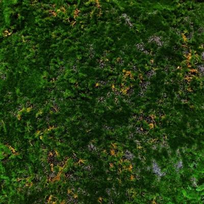 Мох Лесной - № 8