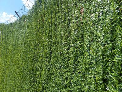 декоративная искусственная изгородь