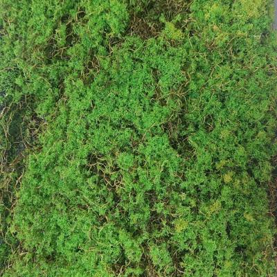 Мох MPA062 Yellow