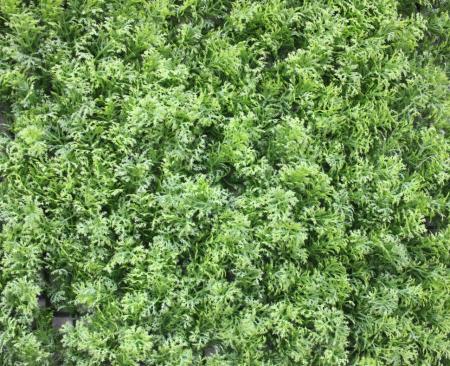 декоративные растения в модулях