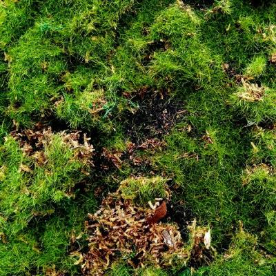 Мох Лесной - № 8