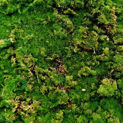 Мох Лесной - № 8