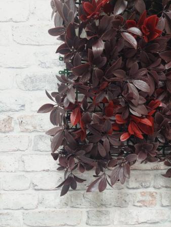 декоративные растения в модулях