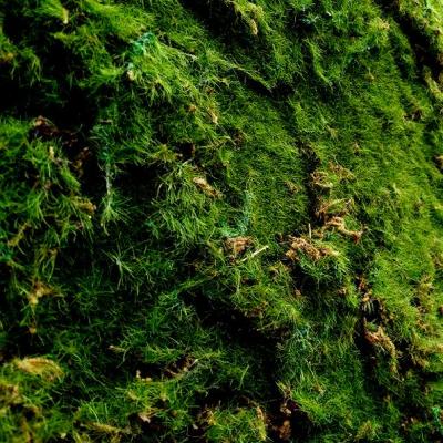 Мох Лесной - № 8