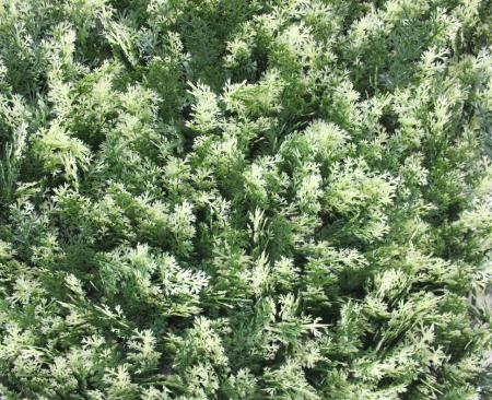 Искусственная трава в модулях "Дизайн №20223 Кипарис белый"