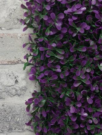 декоративные растения в модулях