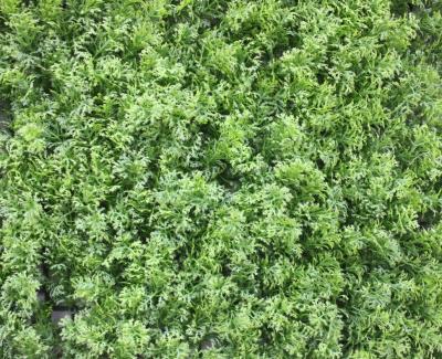 Искусственная трава в модулях Дизайн 0-08 50х50