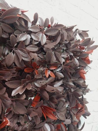 декоративные растения в модулях