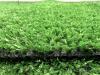 Искусственная трава Comfort Grass 8 мм Искусственная трава Comfort Grass 8 мм