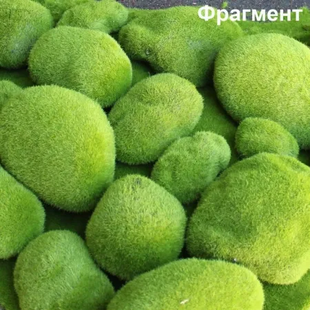 Мох