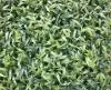 Искусственная трава в модулях Дизайн 0-31 Бамбук 50х50