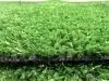 Искусственная трава Comfort Grass 8 мм, ширина 2 м